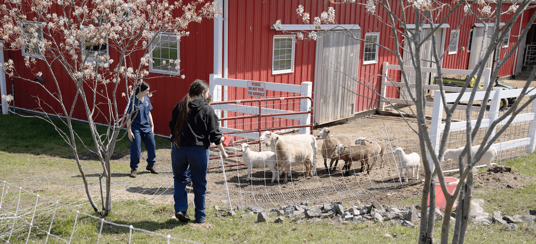 Three students release a group of excited sheep from a pen.