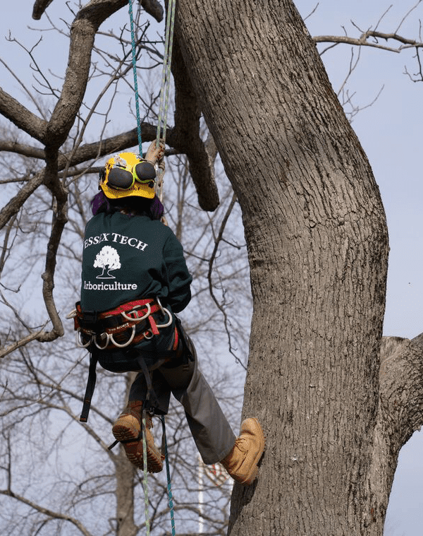 Um aluno sobe em uma árvore usando um arnês e cordas
