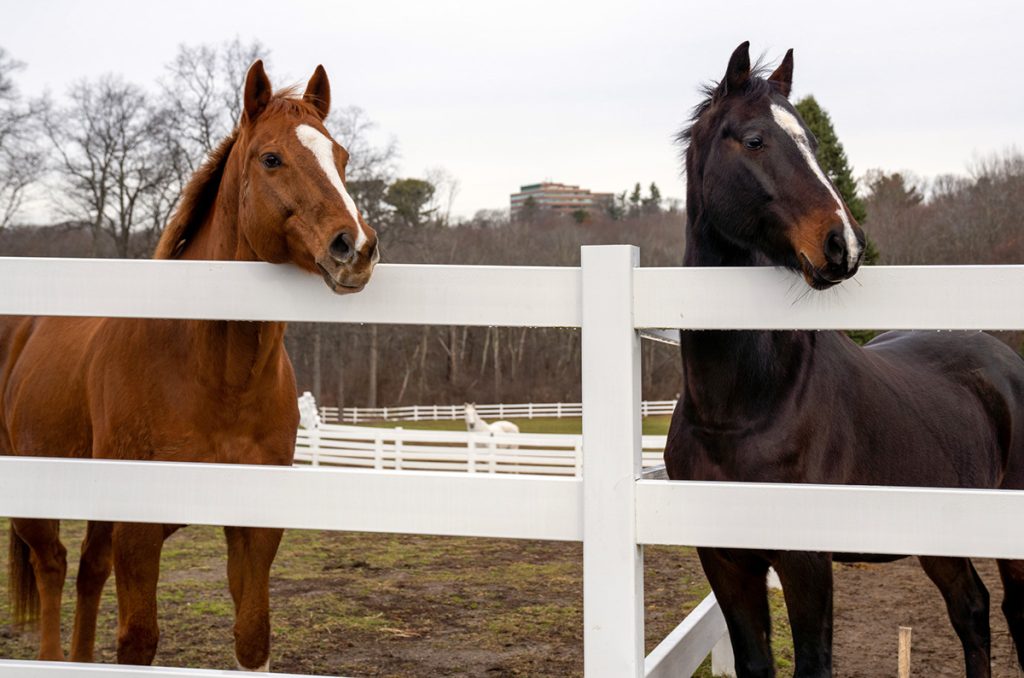 Dois cavalos estão dentro de um paddock com as cabeças penduradas sobre a cerca branca.