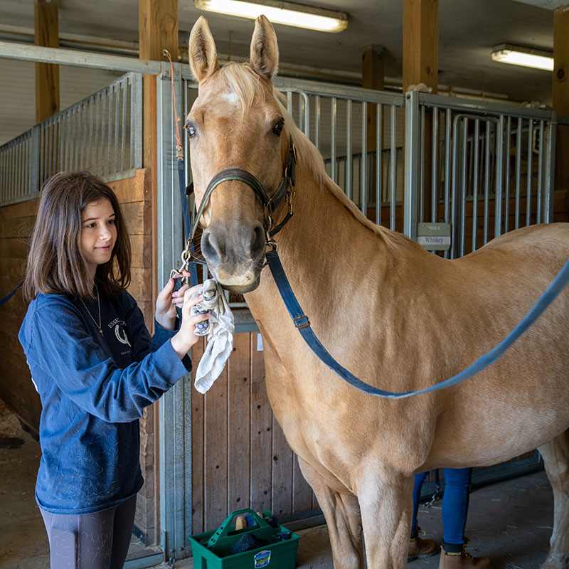 A student stands near stalls holding the halter of a buckskin horse. who is looking at the camera.