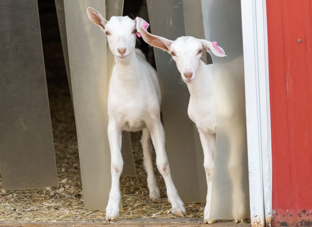 Two adorable white goats peek out from a barn door.