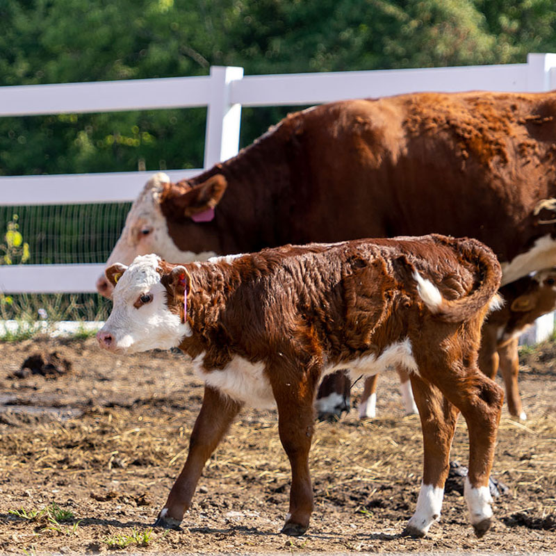 一头棕色和白色相间的小牛站在一头小母牛面前。
