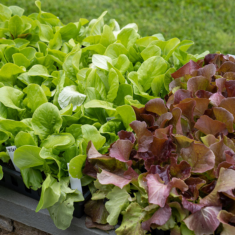 Close up view of green and red lettuces.