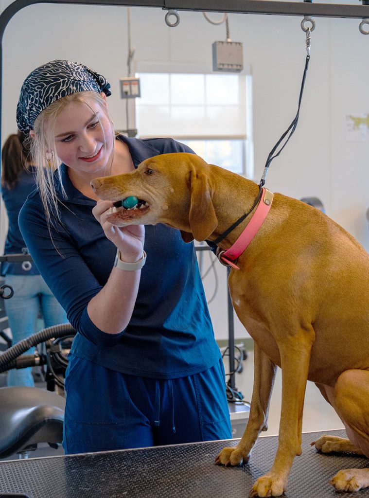 A student prepares a large dog for a grooming session.