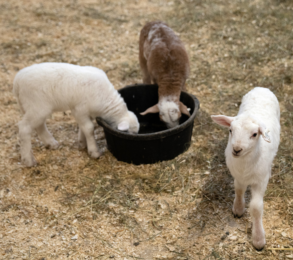 Two lambs drink from a water bowl while one lamb looks up at the camera.
