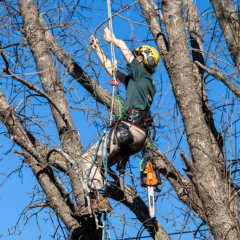 Un estudiante que usa un arnés de seguridad trabaja para podar ramas de árboles.